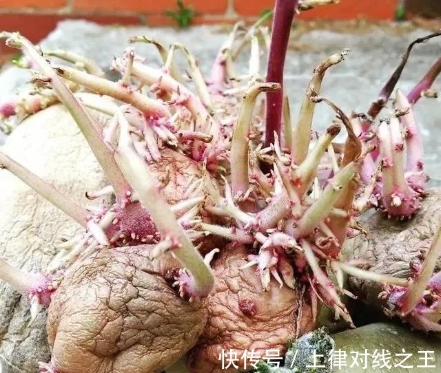 土豆|土豆发芽有多恐怖!26张照片告诉你,它才是这个星球最神奇生物