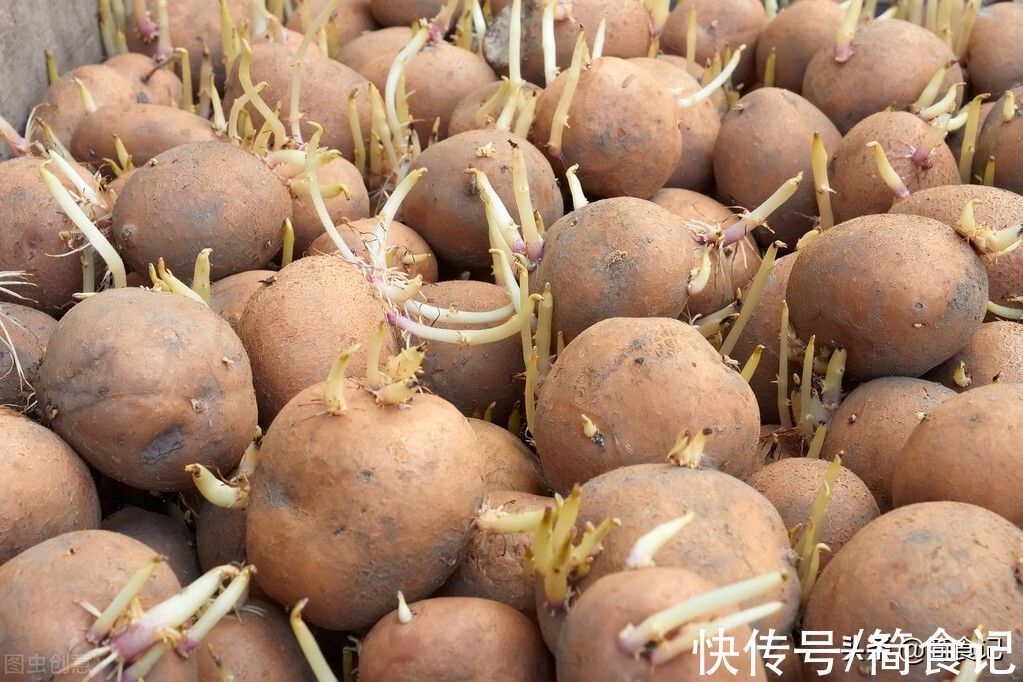 芋头|食物发芽后,还能不能吃?营养师:这7种不但能吃,有的还是宝藏