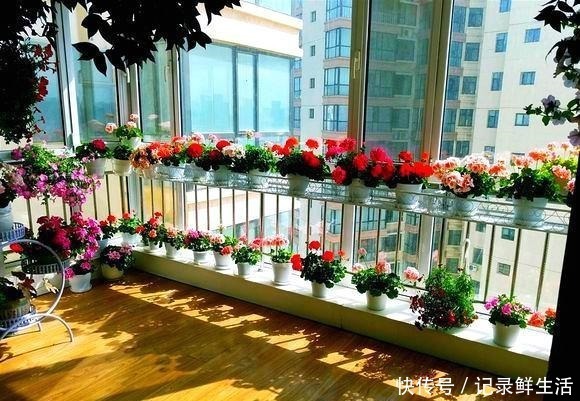 品种|为了养花，她花了3年时间，把家改造成了一个漂亮大花房，太惊艳！