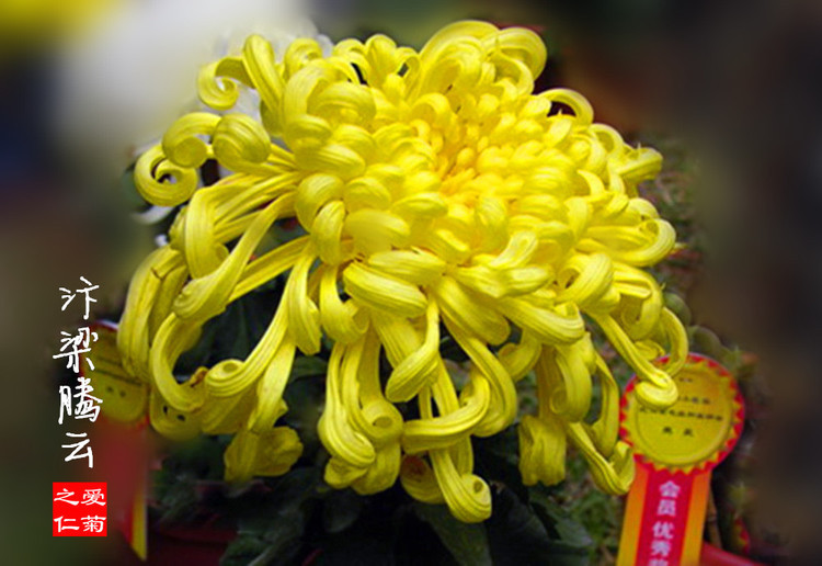喜欢菊花，不如养盆“菊中奇品”汴梁腾云，似金光灿灿，鲜艳烂漫