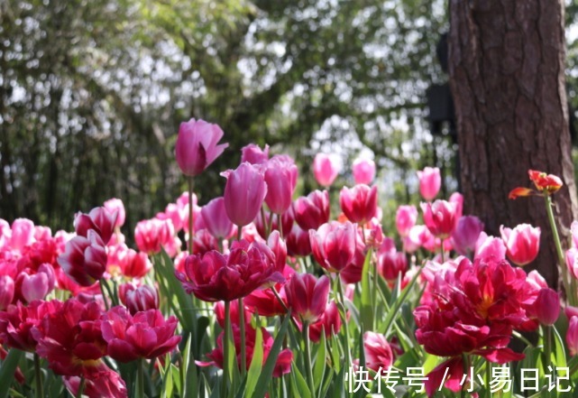 霉运|下周开始霉运尽散, 运势上吉,遇良师益友,事业飞黄腾达的生肖