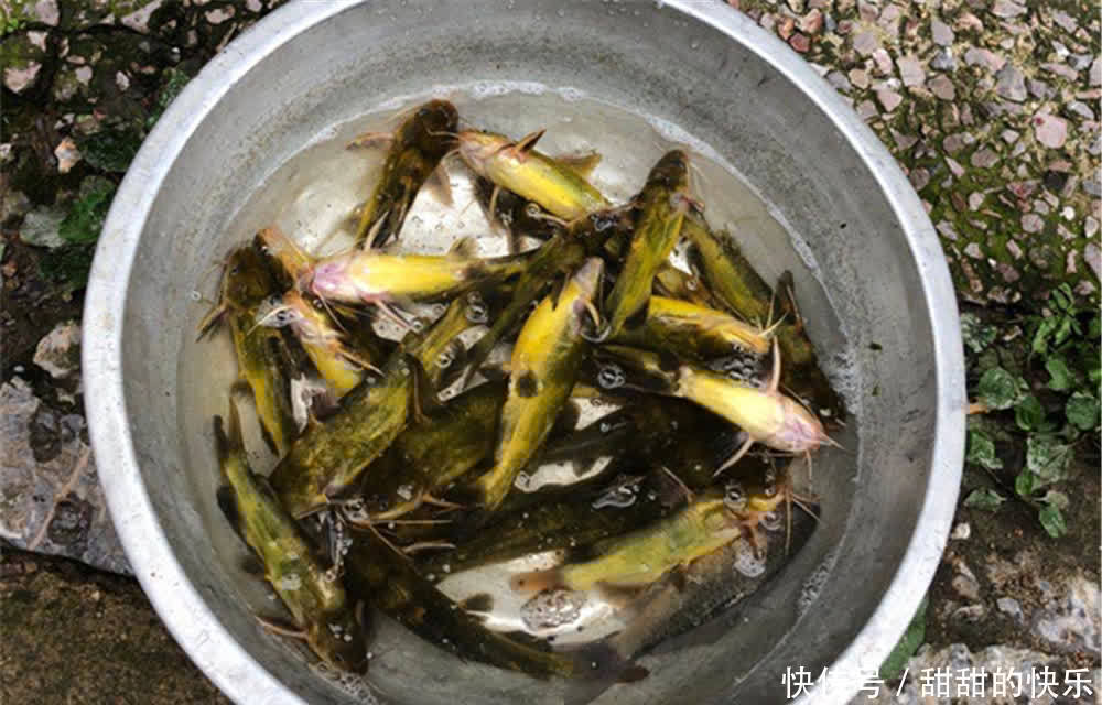 不同鱼类咬钩,浮漂动作为何不同?出现哪些漂相时,中鱼率最高?