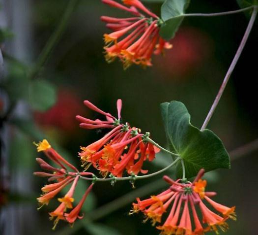 这“3种花”，靠一根枝就能“蹿满墙”，家里养一盆，半月成红墙