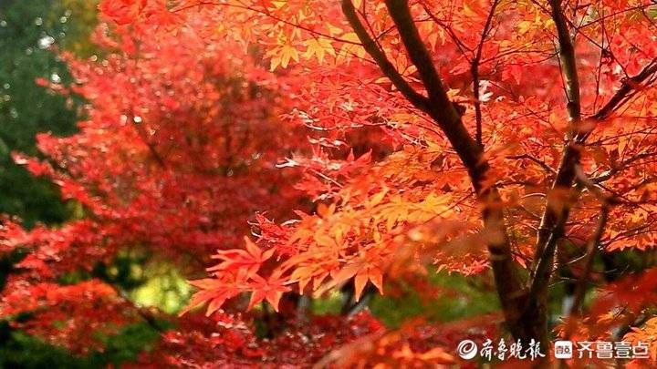 济南植物园|济南东郊赏秋基地，济南植物园浓墨重彩一片火红