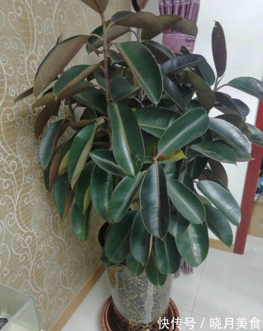 浇水|15种常见花,冬天浇水有讲究,小心越浇花越死