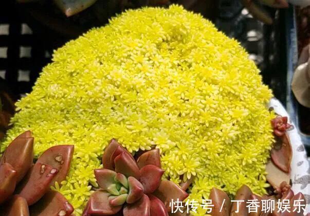 多肉|多肉植物色彩斑斓之黄色系多肉，祝各位花友飞黄腾达