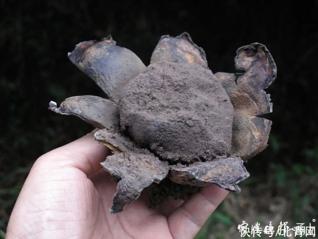 中毒|多人食用后中毒，这东西近期常见！医生：没有特效药，死亡率很高…