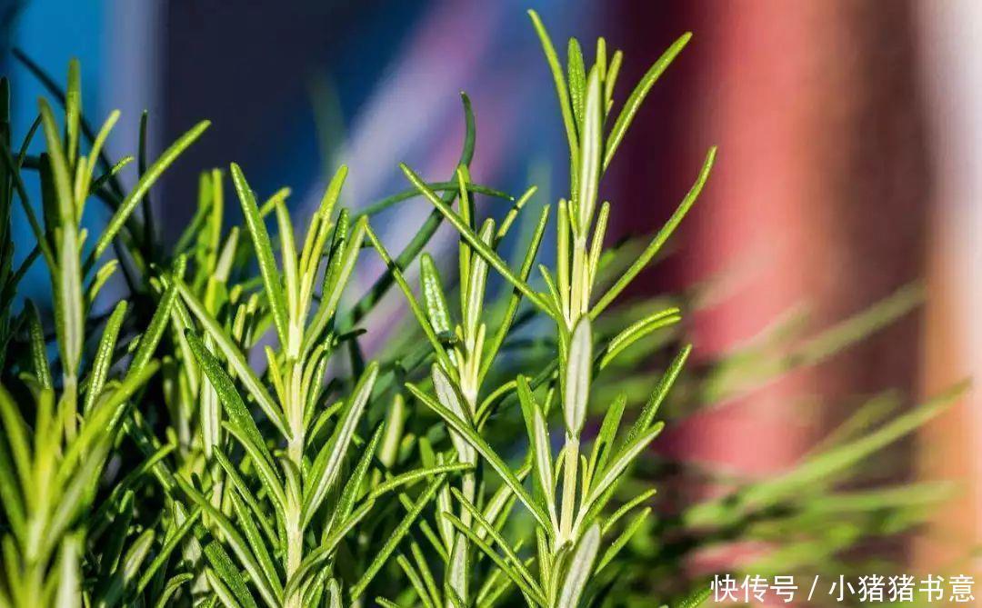 喜欢叶子有香味的花?5种芳香的绿植,比绿萝更好养更耐看