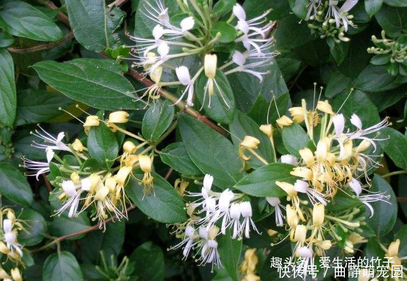 金银花和山银花的区别,认识一下,根据需要,可以区分就好