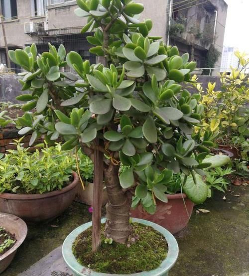 橡皮树|客厅适合养树,好养又好看,空气更清新,新手也会养!