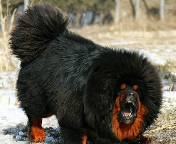 藏獒 奇闻 惟一敢与野兽搏斗的犬 但对主人却特别忠诚 非常凶猛 藏獒 奇闻异事 快看奇闻网