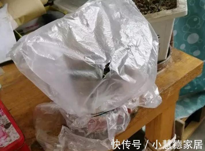 秋冬天冷,怎么“保全”植物盆栽?通过这些途径御寒就好了