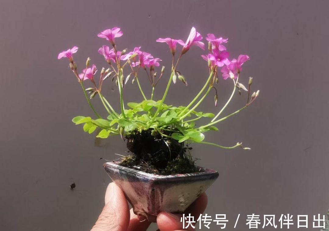 白檀|养到烦人的花，盆都不够用，扔掉还很心疼