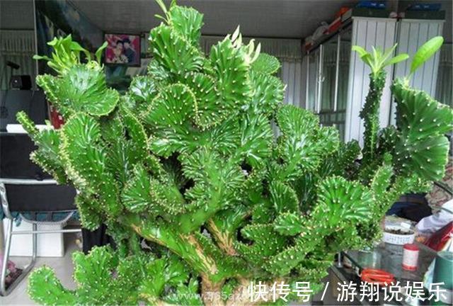 镇宅|身高八尺的“麒麟掌”，养护3个要点，长的威风凛凛，保家镇宅