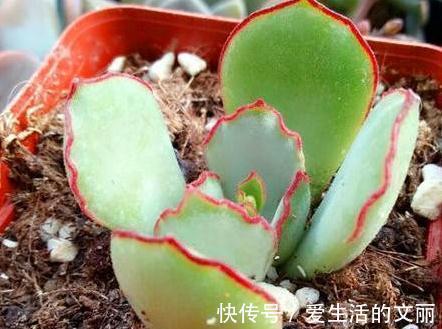 福娘|家里养3种花,一年到头开花不断,好养活,观赏性高