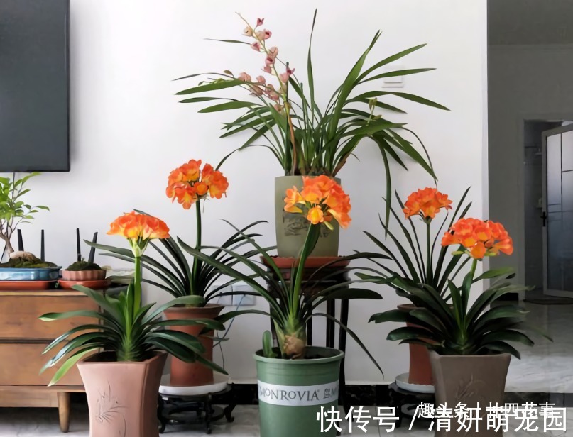 廿六|入冬后养君子兰,摆放位置很关键,室内“4不摆”,牢记莫犯错