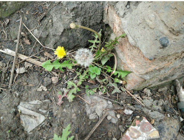 城市|农村人不吃的野菜。喂猪都不吃，城市人抢着买，医药价值非常的高