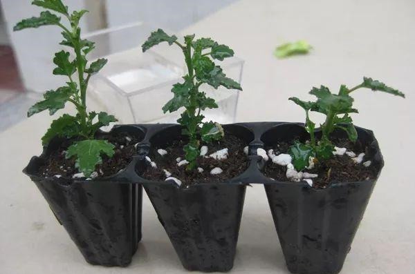 3种枝条泡水里,10天长根,一次开花100朵,水培成活率更高!