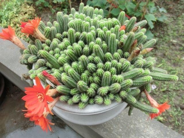 仙人掌|阳台养一盆此植物,不怕晒不怕旱,比仙人掌美,开出朵朵红花