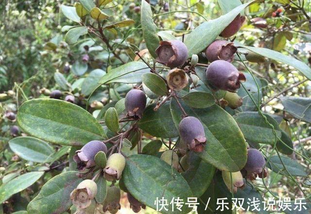 赤白血痢疾|农村的有7种“野果”，你吃过几个？吃过4种就服你