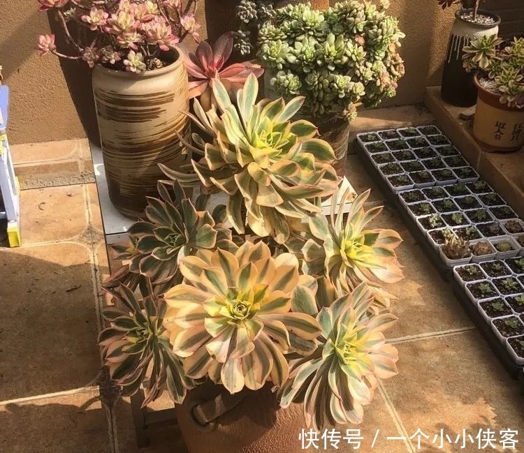 多肉盆栽:强迫症养多肉,必须整整齐齐,一颗也不能乱