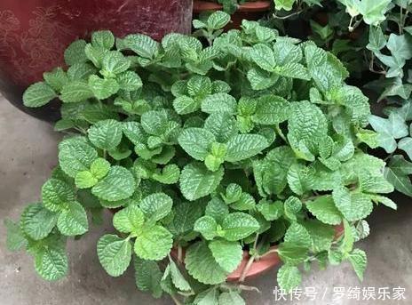 卫生间''除异味''大招放置3种绿植除臭，居家环境更舒适