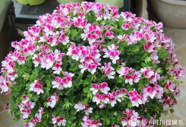 美好|养1种漂亮的花,寓意美好,开花后喜庆又大方,适合摆放在客厅