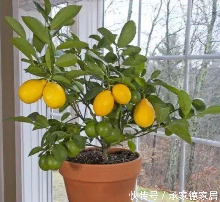 阳台养花就选4种，沾点水就疯长，开花勤还爱爆盆，美