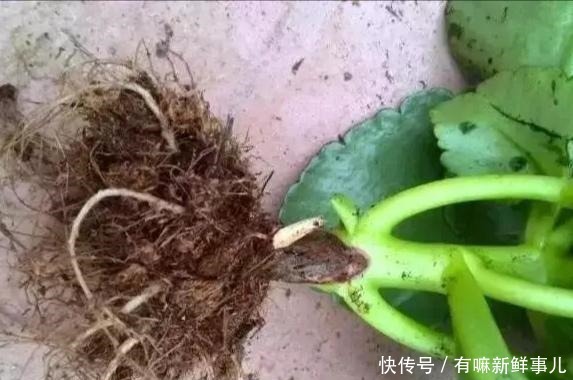 长寿花年年买年年扔只要不扔,简单几步恢复生机,当年就开花!