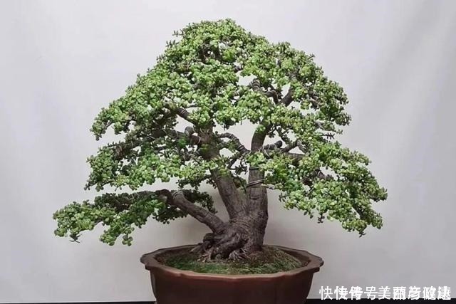 紫藤|4种花养成老桩,价格能翻好几倍,开花也更多!