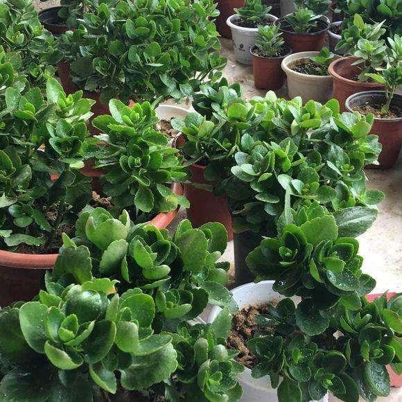 扦插长寿花，喂上2种肥，飞快长成小老桩，阳台开成小花树