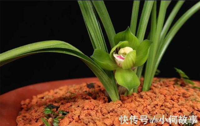 新手养兰这些兰花不能买