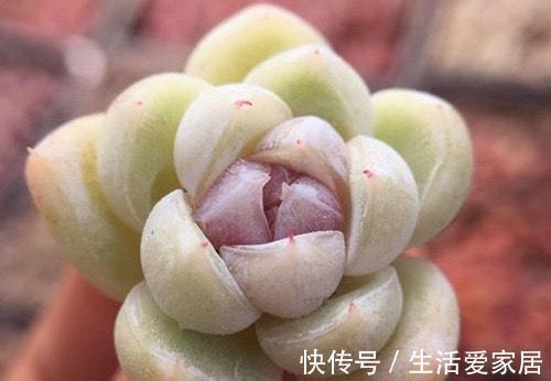 4种多肉美得独特,血燕拥有紫血斑,小红嘴的红唇最惊艳,真喜欢