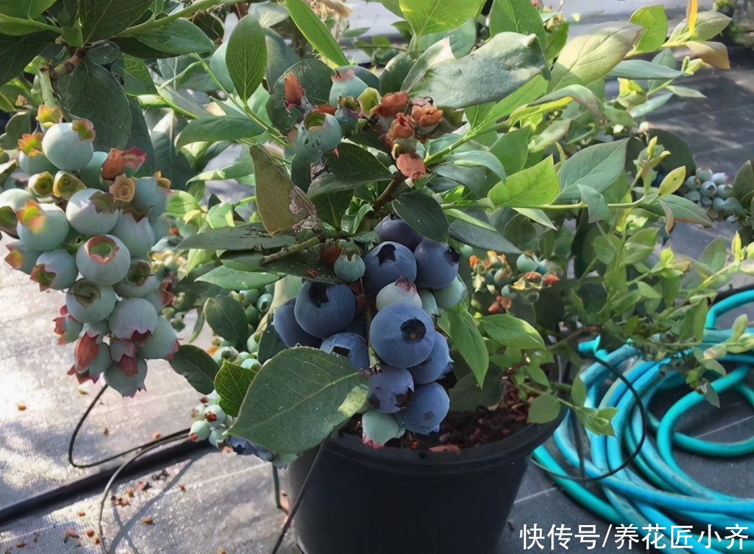 阳台上有空位，盆栽6种“果树”，不仅能观赏，还能吃水果