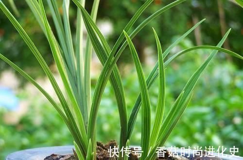 老桩|这三种花不爱喝水没事多晒晒,憋出一圈大花苞,越养越贵气