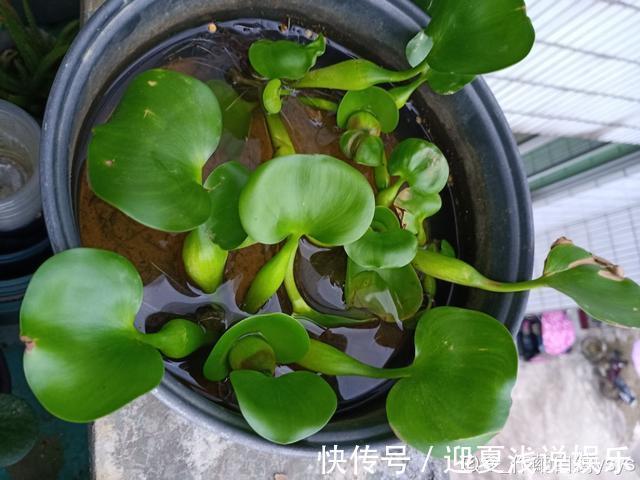 堪称生物入侵的花，千万别在家养，泛滥了可不好收拾