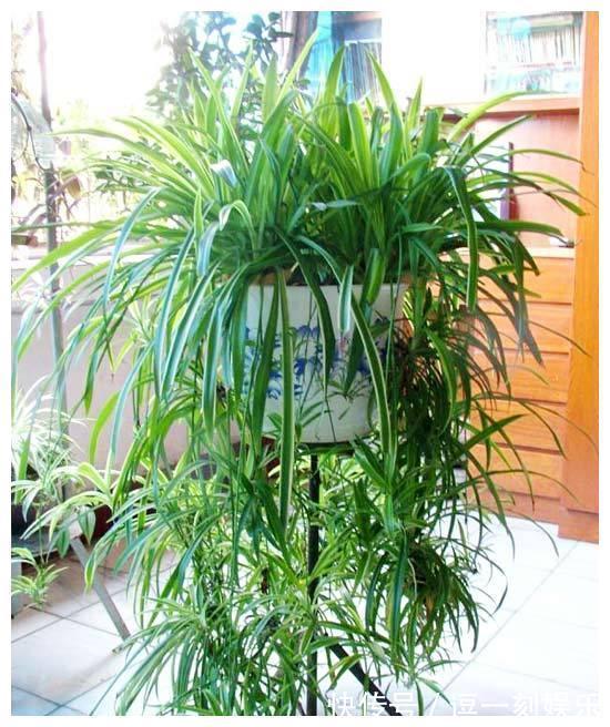 8种绿植,家里养一盆,废气吸光光,净化空气一级棒