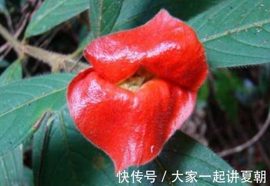 4种花是懒人的最爱，花朵大花期长，年年开花美翻