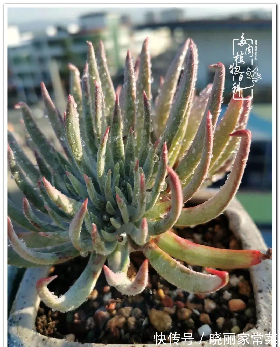 百科|多肉之路,让我沉醉,浮世三千,有肉就欢!