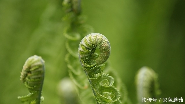 肝不好要少吃鱼腥草？医生：为了肝脏，平时应少吃几种伤肝食物