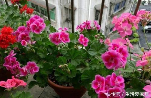 花生壳|家家都有的垃圾,用来养花,不黄叶、不烂根,啥花都喜欢