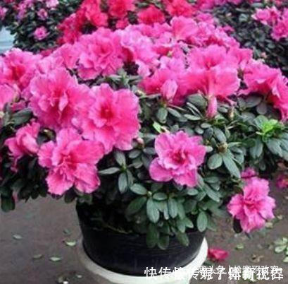 杜鹃花|几种花养家里，特别旺运，超级漂亮还旺运，满屋都是香气