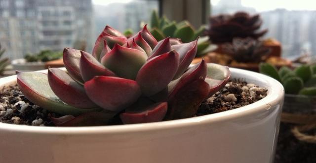 夏季|多肉里的普货也能养出好状态,以下普货多肉,好养易出状态