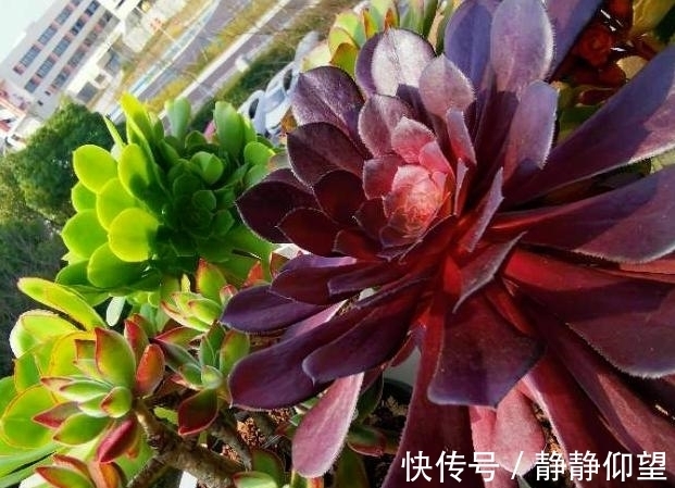 家庭养多肉,做到这些才能够出状态、不伤根,盆盆长得漂亮