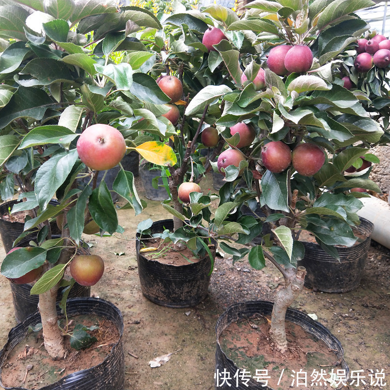 苹果树做“盆景”太美了，养客厅“档次高”，关键能吃苹果