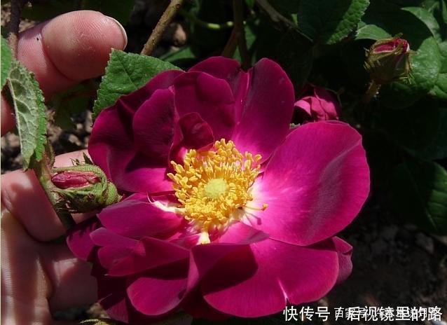 20款紫色月季品种。浓香、抗病非常好养,天然紫色唯美盛开