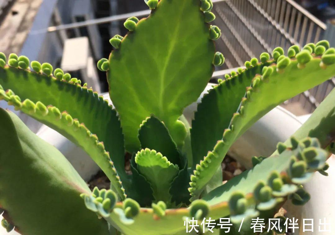 白檀|养到烦人的花，盆都不够用，扔掉还很心疼