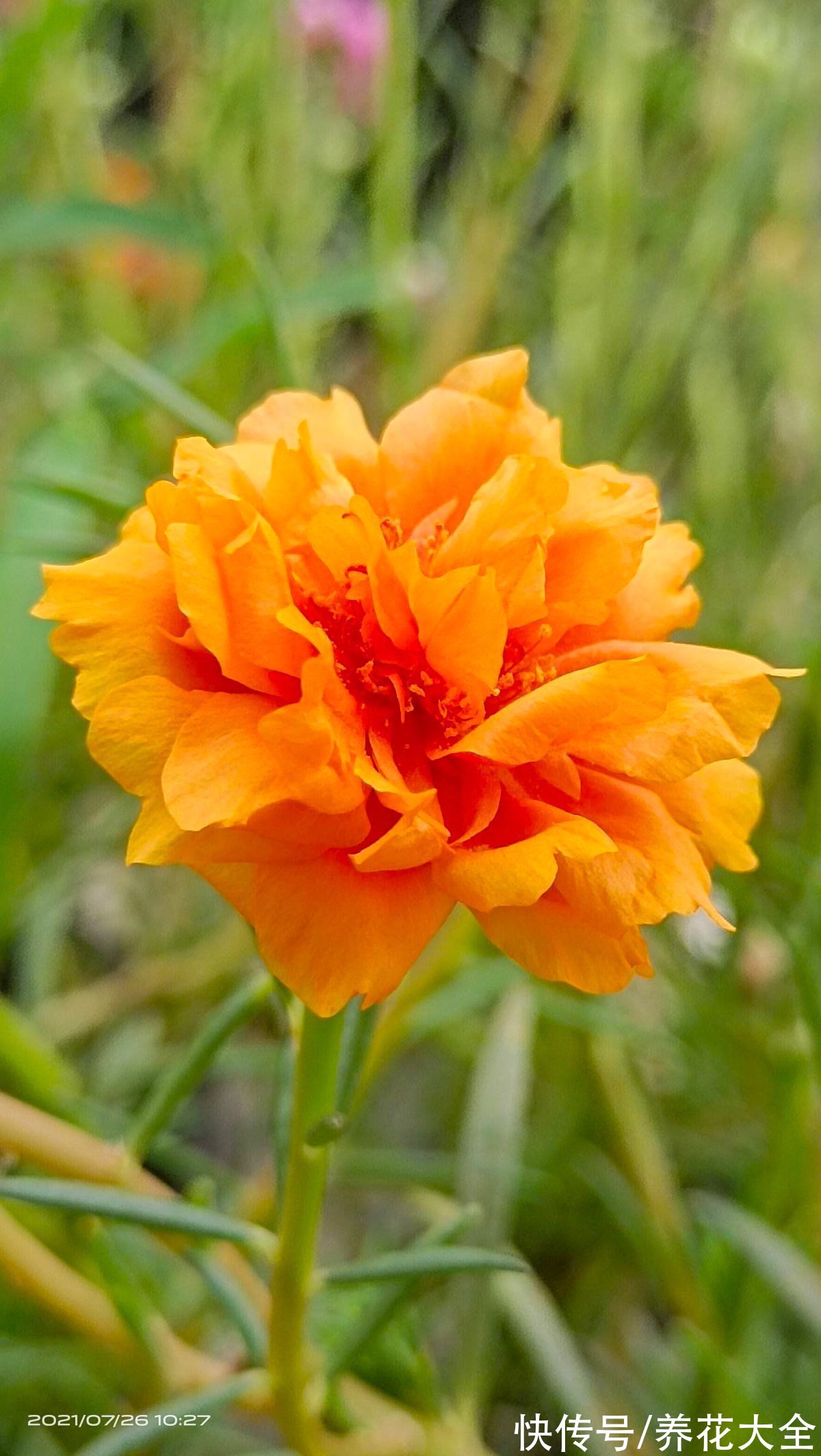 特难养的年宵花,看着是好看,买回家就是冤大头,很快就养死