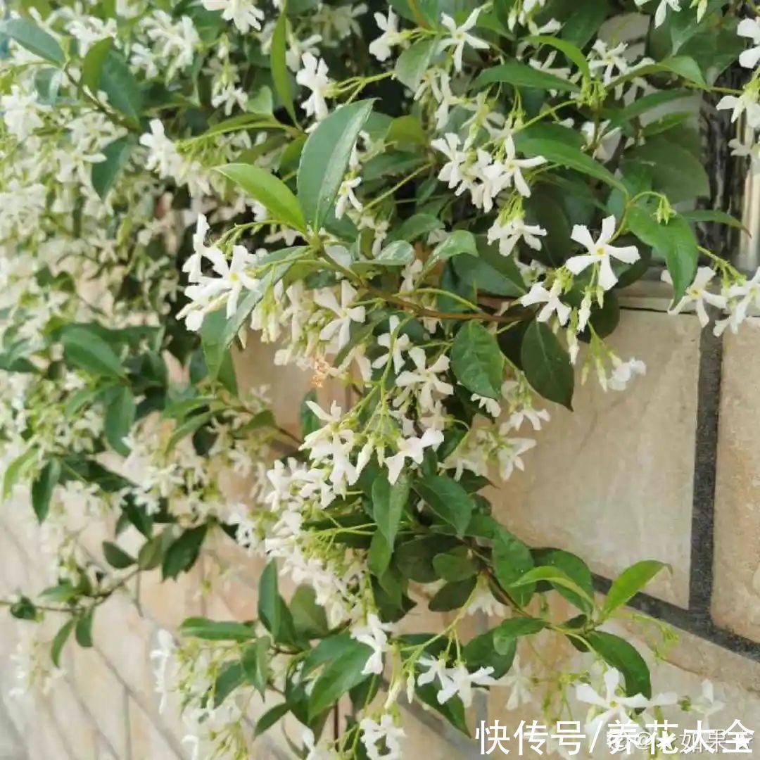 飘香藤|晒不死、热不死的花，越晒花越多，越热长越快
