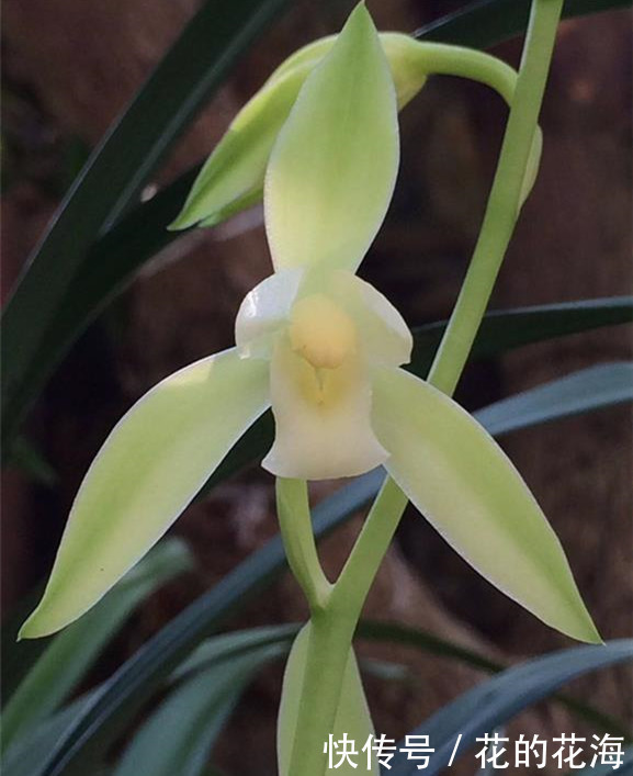 价格便宜|建兰八大铭品之“大凤素”,植株优美,香味浓郁,价格便宜又好养